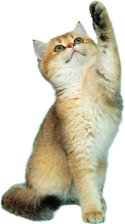 Cute Cat on transparent background